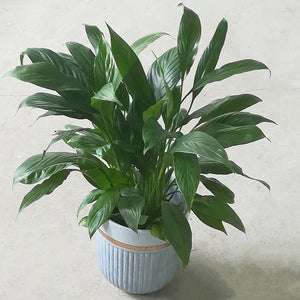 NP037 Peace Lily | Plant