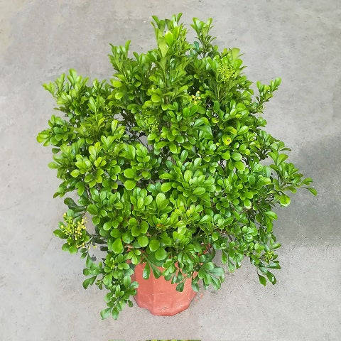NP021 Aglaia Odorata | Plant
