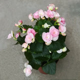 NP032 Begonia Rose | Plant