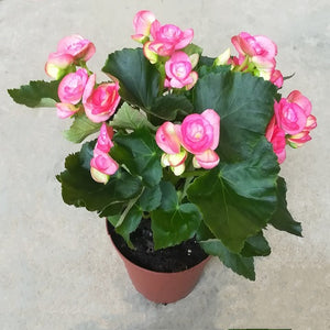 NP032 Begonia Rose | Plant