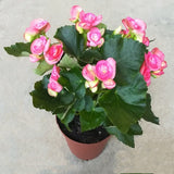 NP033 Begonia Rose | Plant