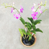 NP028 Dendrobium | Plant