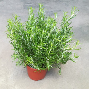 NP030 Rosemary | Plant