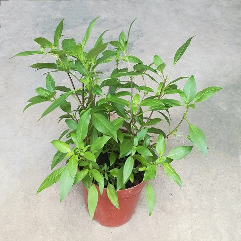 NP031 Thai Basil | Plant
