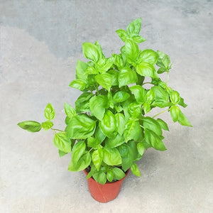 NP026 Sweet Basil | Plant