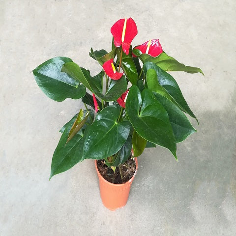 NP027 Anthurium Red  | Plant