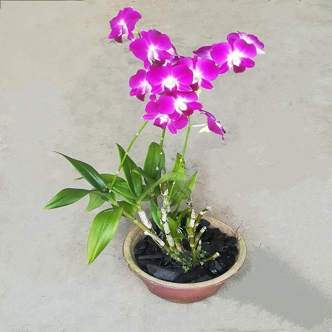 NP028 Dendrobium | Plant