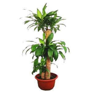 Dracaena Fragrans corn plant in pot