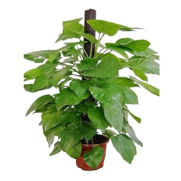 where to buy money plant in singapore NP007 Money Plant