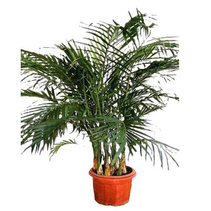 NP008 Green Palm | Plant