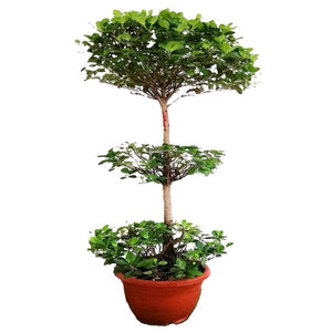 NP009 Ficus | Plant