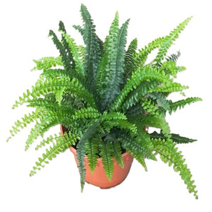 Boston fern (nephrolepis exaltata) in pot