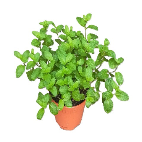 NP018 Mint | Plant