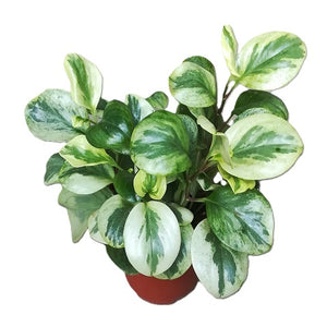 Peperomia obtusifolia variegata baby rubber plant