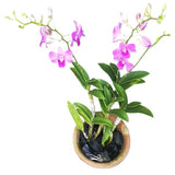 Light purple dendrobium orchids plant in pot