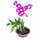 Purple dendrobium orchids plant in pot