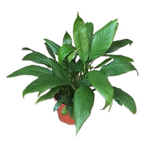 Peace lily spathiphyllum plant in pot