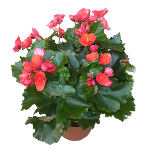 Red begonia rose plant in pot