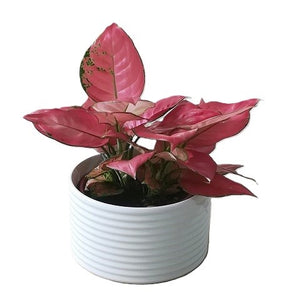 Aglaonema chinese evergreen plant in ceramic pot