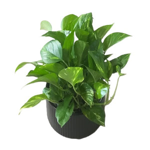 Money plant devil's ivy plant in ceramic pot