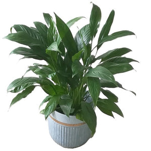 Peace lily spathiphyllum plant in ceramic pot