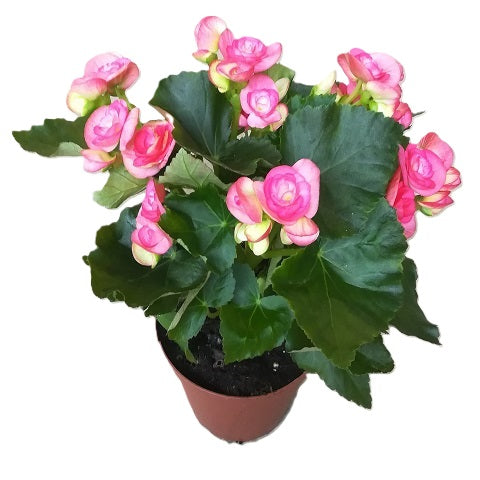 NP038 Begonia Rose (Pink) | Plant