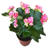 NP038 Begonia Rose (Pink) | Plant