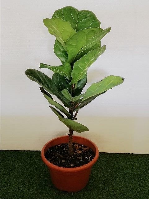 NP011 Ficus Lyrata | Plant