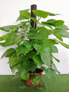 NP007 Money Plant | Plant