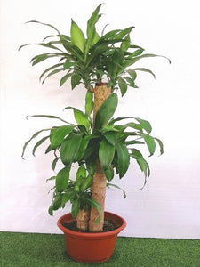 NP006 Deacanea Fragrans | Plant