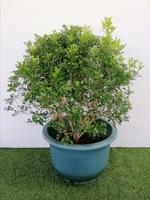 NP003 Aglaia Oderata | Plant